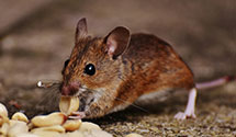 24 Hour & Emergency Exterminators in Farmington, IA